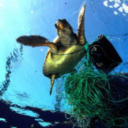 Les tortues s'étouffent fréquemment avec des sacs plastiques qu'elles prennent pour des méduses